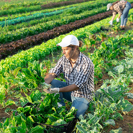 Пострадавшим от атак и терактов сельхозпроизводителям окажут поддержку