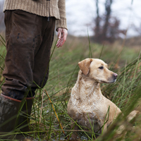 Минприроды России вступилось за граждан, выгуливающих собак в охотничьих угодьях