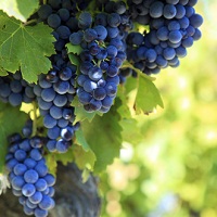 НДС на плодово-ягодные культуры и виноград предлагается снизить до 10%