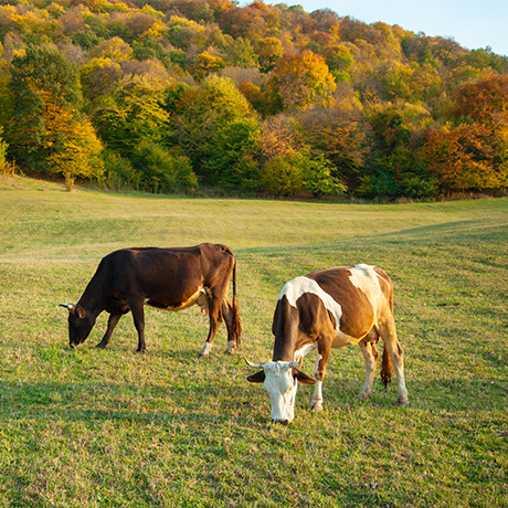Уведомление о побочных продуктах животноводства можно направить до конца года