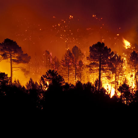 Президент РФ подписал указ о мерах по ликвидации последствий пожаров в ряде регионов