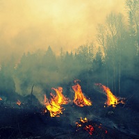 Установлены новые критерии введения ЧС при лесных пожарах
