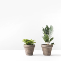 � 2025 ���� � �� ����� ������� ���� � ������� ��������� ��������