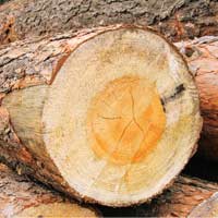 За приобретение, хранение, перевозку и сбыт незаконно заготовленной древесины могут установить уголовную ответственность