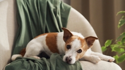 �������� � �������� ������� ����� ������ ��� �������� �� ��� ���� �� �������������