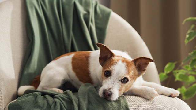 �������� � �������� ������� ����� ������ ��� �������� �� ��� ���� �� �������������