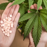 Отменен запрет на культивирование наркосодержащих растений для производства лекарственных препаратов