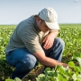 Скорректированы правила компенсации ущерба сельхозпроизводителям от природных ЧС
