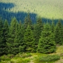 Подписан закон, направленный на совершенствование правового регулирования лесных отношений