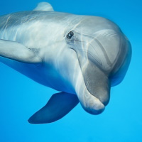 Выпуск дельфинов из дельфинария в море – административное правонарушение