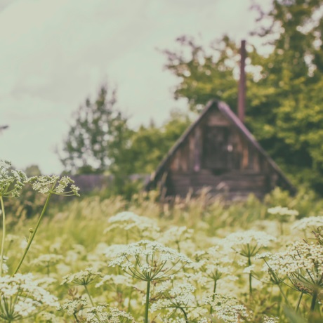 Фиксированный штраф за неудаление с участка борщевика ввели в Подмосковье