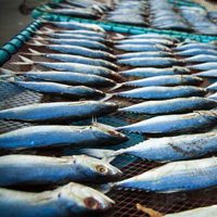 Весной этого года Госдума может принять закон о развитии рыбохозяйственной отрасли