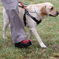 Инвалидам по зрению будут компенсировать расходы на собак-проводников вне зависимости от того какая организация их предоставляет