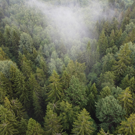 ��� ����������� ������������� ���������� ������������ �����