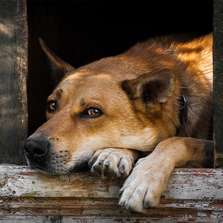 Жители МКД подали в суд на приютившую оставленную собаку соседку