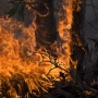 Минтруд России отказался от ряда требований к лицам, занятым на тушении лесных пожаров