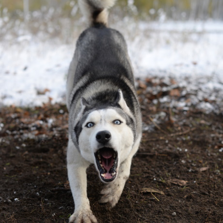 Суд отказал во взыскании морального вреда, причиненного смертью щенка от нападения взрослой собаки