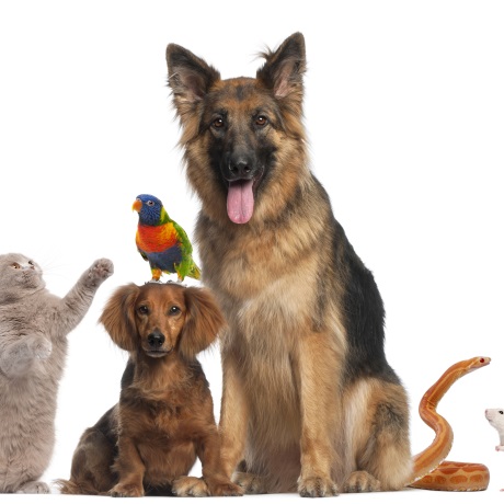 Определены случаи допустимого использования животных в культурно-зрелищных целях вне мест их содержания