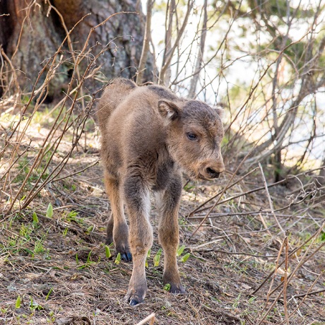 Правительство предлагает установить уголовную ответственность за незаконную продажу редких животных и ценных рыб через Интернет