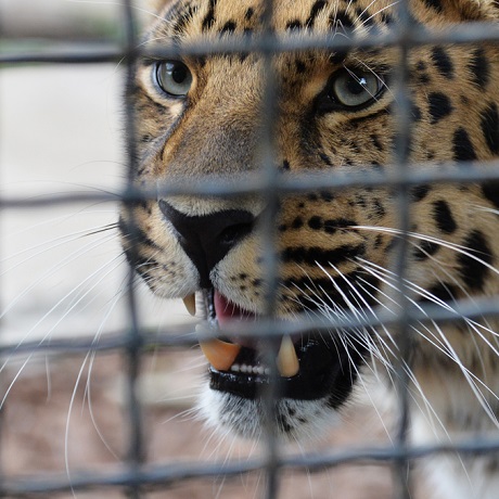 Определен порядок распоряжения дикими животными в рамках уголовного дела