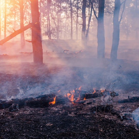 Административные штрафы за нарушение правил пожарной безопасности в лесах могут возрасти до 5 раз