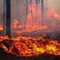 В Лесном кодексе могут прописать запрет на прекращение или приостановку работ по тушению лесного пожара