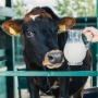 Определяем КОСГУ, по которому необходимо учитывать расходы по экспертизе молока при продаже