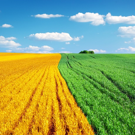 Предлагается сократить до двух лет срок неиспользования собственником сельскохозяйственных земель, после которого их можно изъять