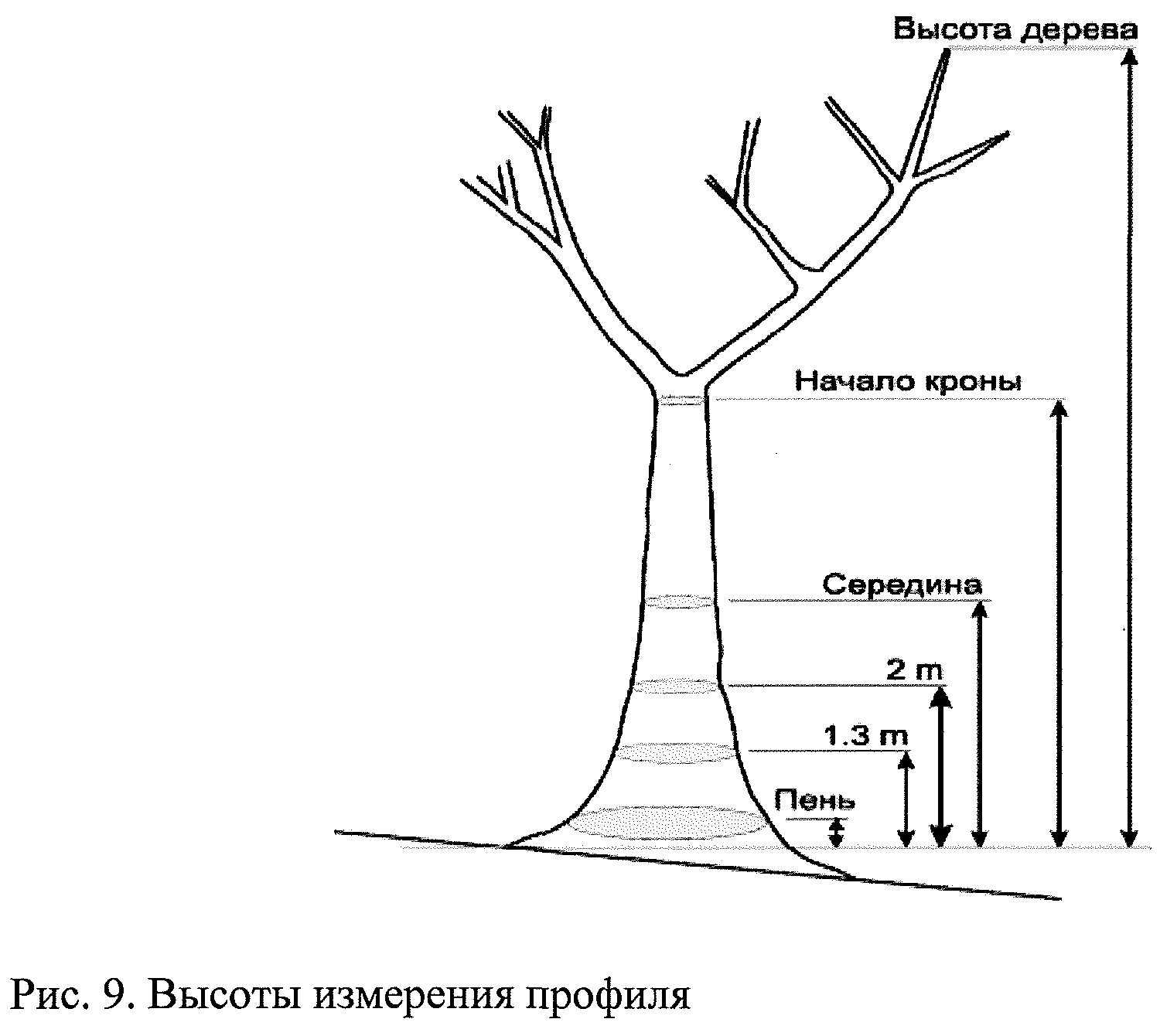 Диаметр дерева это количество ребер. Измерение диаметра ствола дерева. Диаметр ствола дерева. Измерение высоты дерева мерной вилкой. Как измерить диаметр ствола дерева.