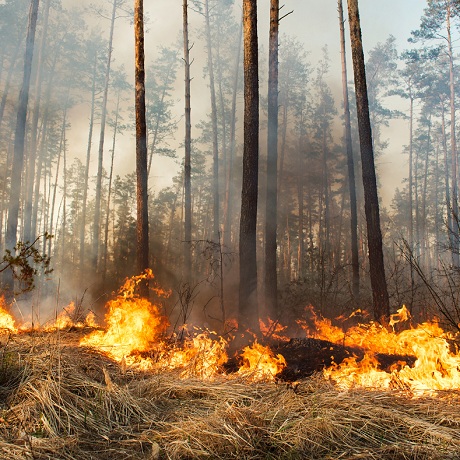 За невыполнение сводных планов тушения лесных пожаров введены административные штрафы