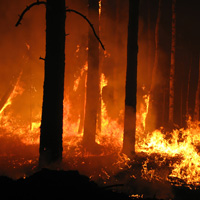 Штрафы за нарушение правил пожарной безопасности в лесах могут повысить