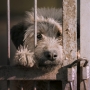 ОМСУ заплатил пострадавшим от бродячих псов: можно ли взыскать эти суммы с исполнителя контракта по отлову безнадзорных животных?