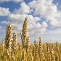 Подписан закон о поддержке переработчиков сельхозпродукции